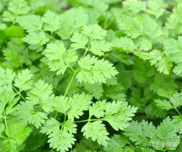 西餐中香草的常用种类以及常用搭配有哪些? - 知乎