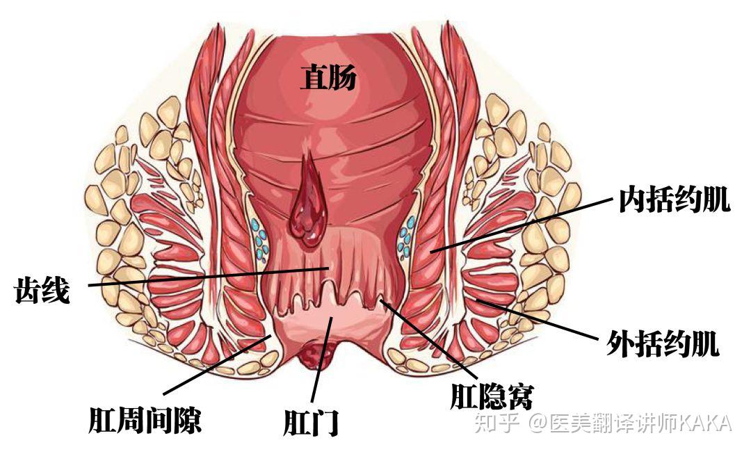 齿线,肛瘾窝,括约肌,肛周间隙其包括四个部分菊花的构造在此之前当然