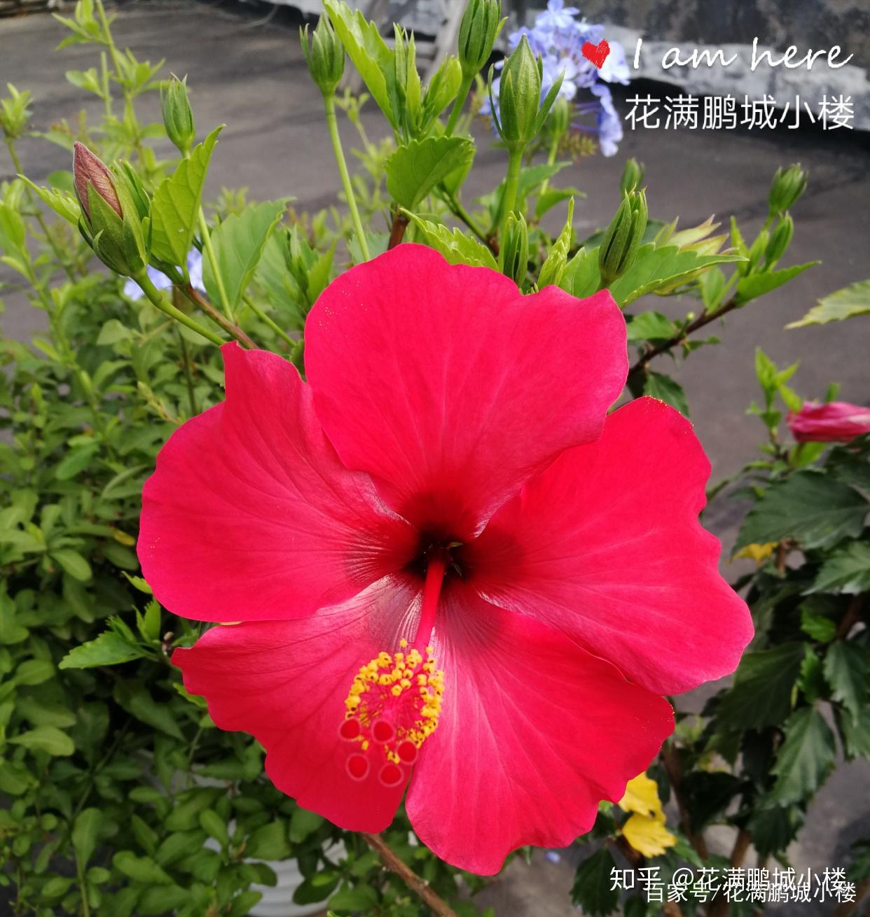 朱瑾花——花大艳丽又皮实耐晒 - 知乎