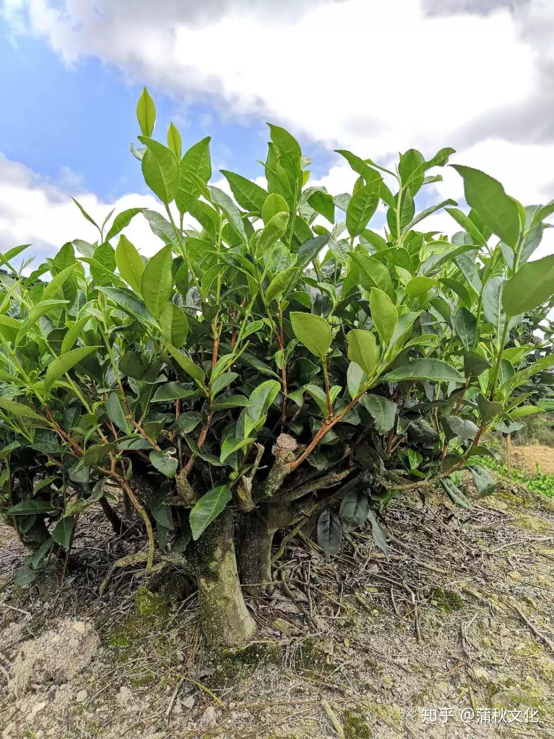 我们来到了白茶的源头福鼎