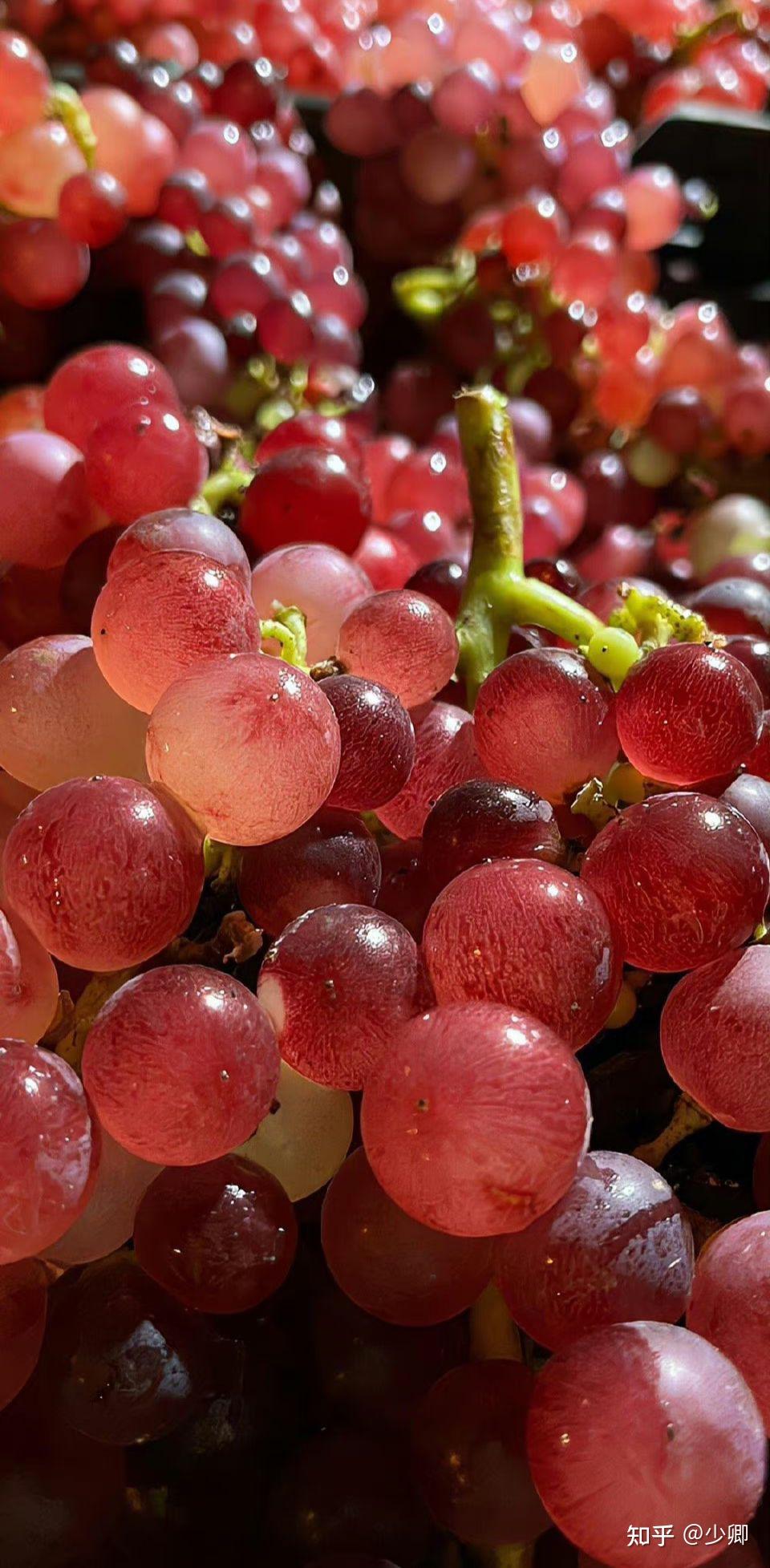 夏天就要来啦!你们水果自由了吗?