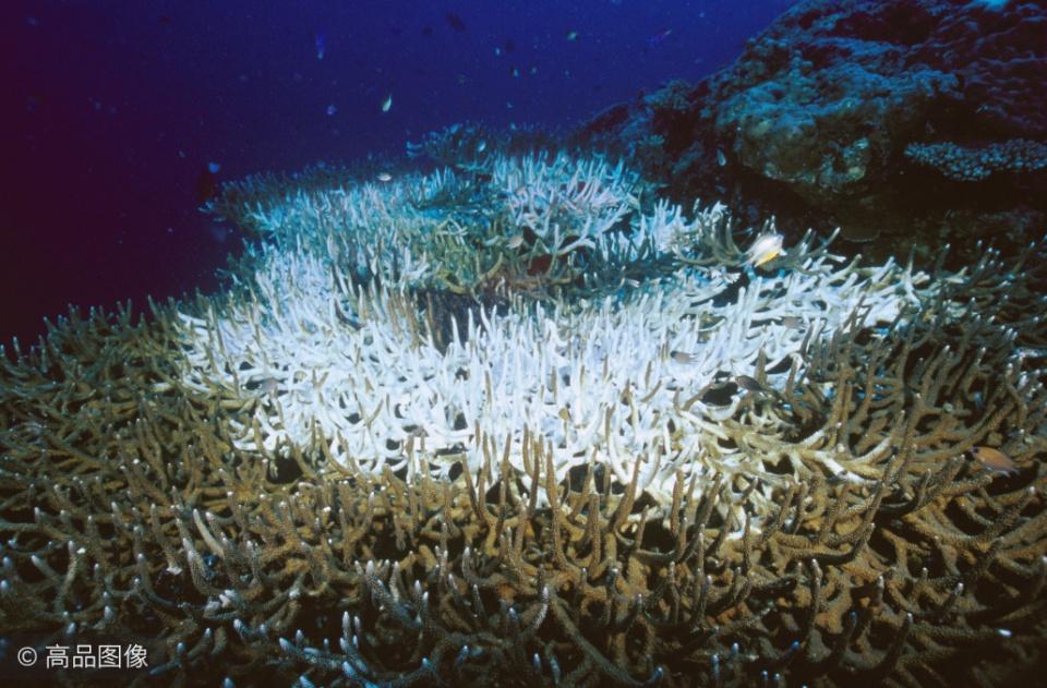大堡礁珊瑚白化图片