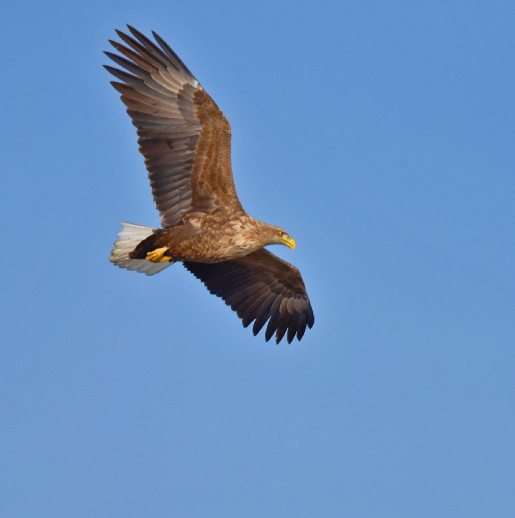 大鹏展翅 - 知乎