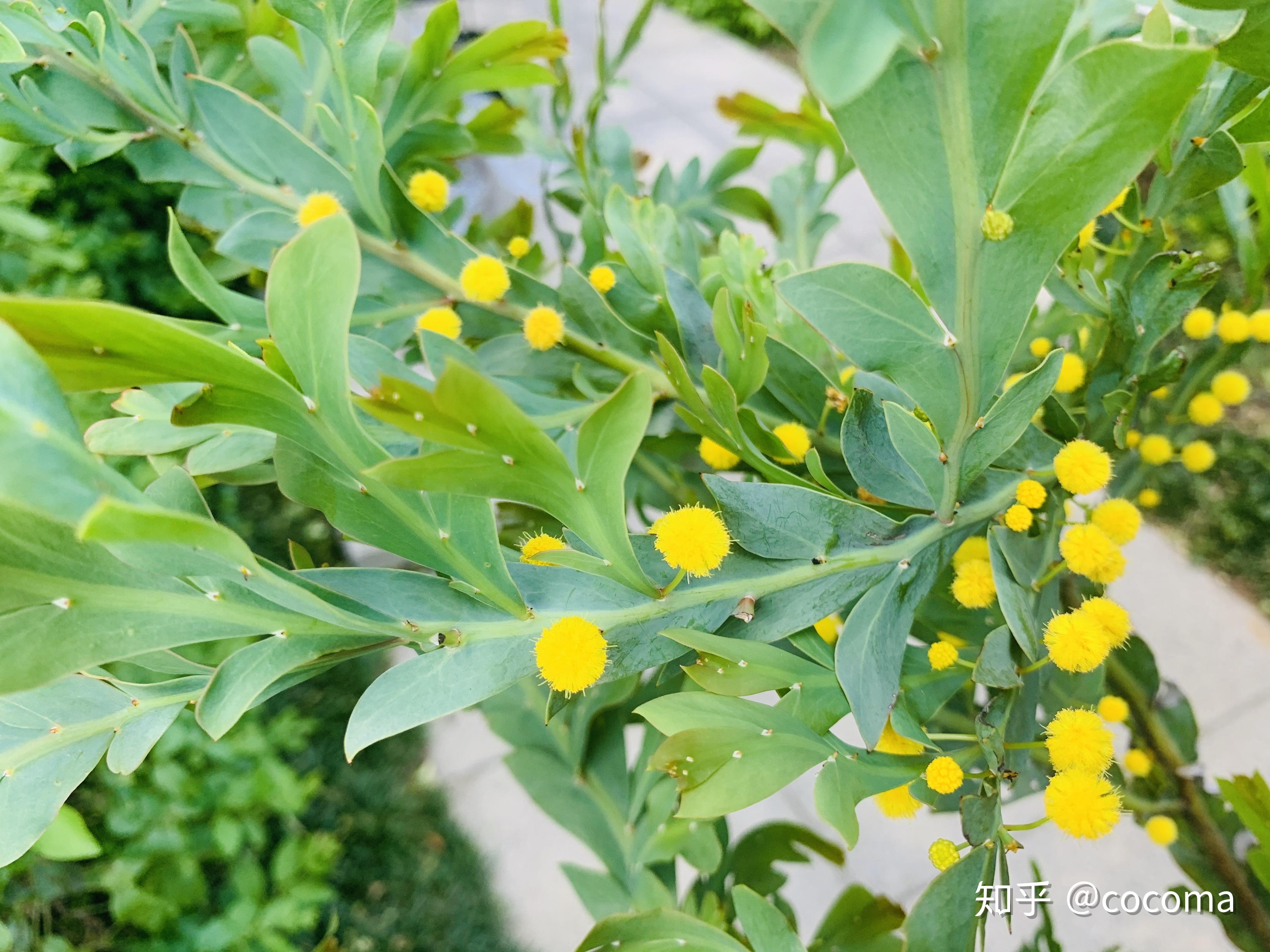 金合欢属中一款有趣又可爱的稀少植物