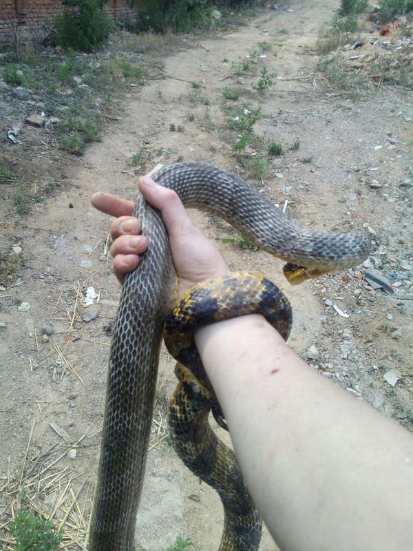 青岛崂山上被网缠住的所救下的赤峰锦蛇,虽然不在市里.