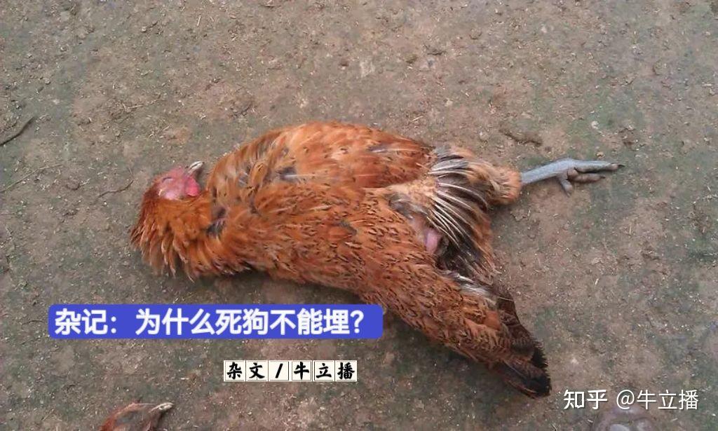 杂记：为什么死狗不能埋？ - 知乎