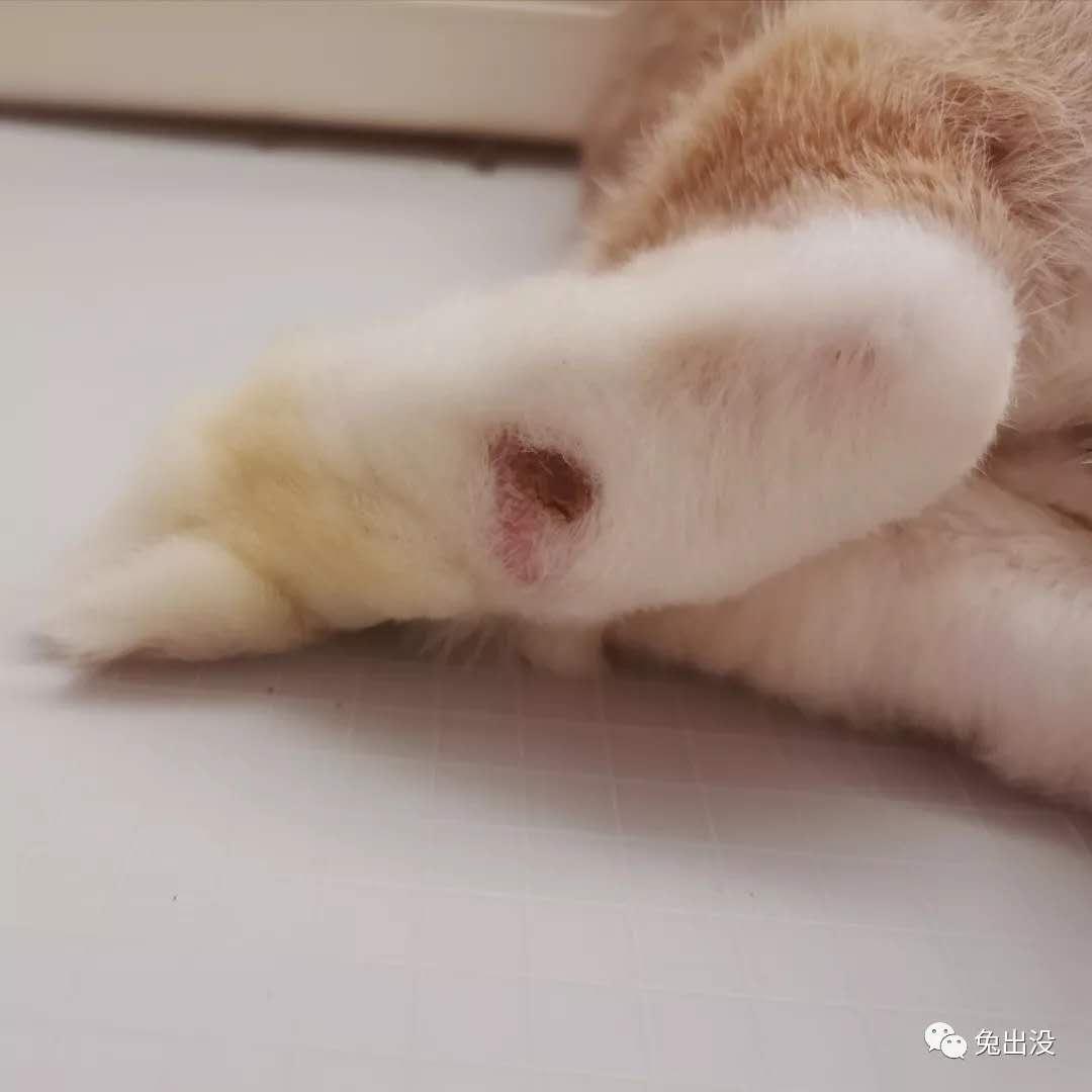 关于兔子的脚皮炎,看这一篇就够了 - 知乎