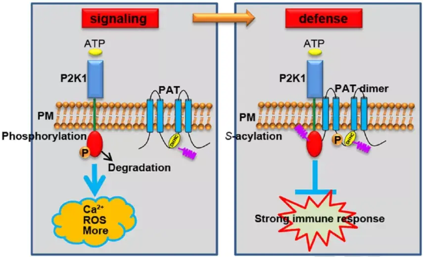 naturecommun中国农大陈东钦课题组揭示棕榈酰化修饰调控植物免疫受体