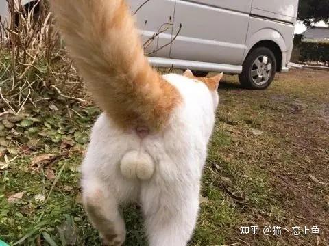 猫咪的繁育全是干货