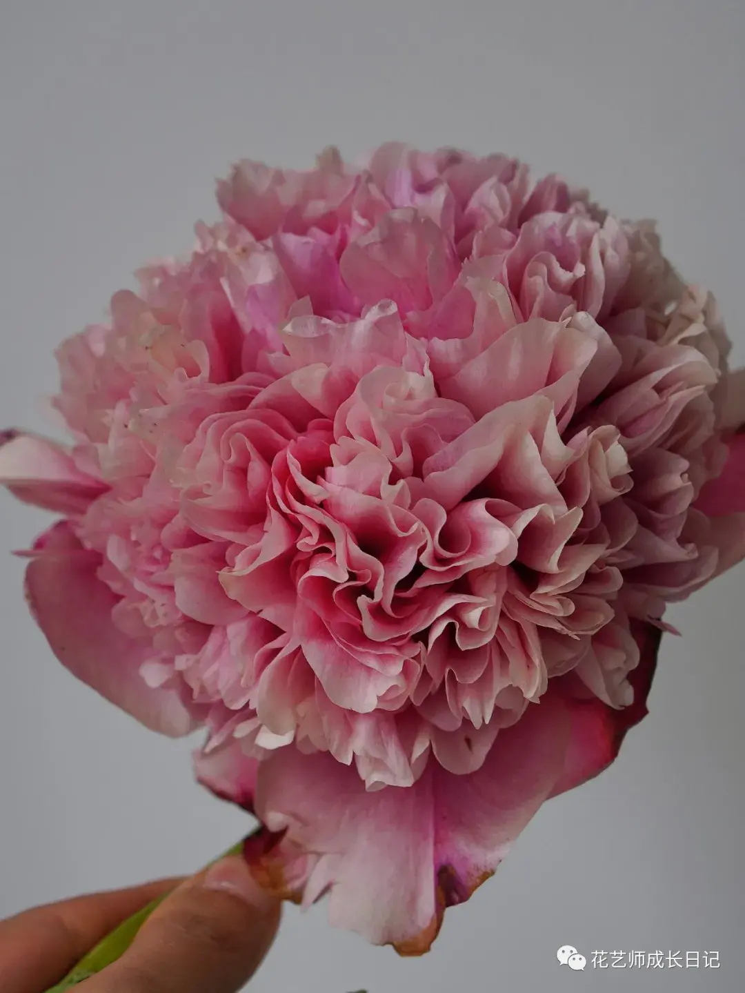 100朵芍药vol2御前表演芍药一款会变色的重瓣大芍药
