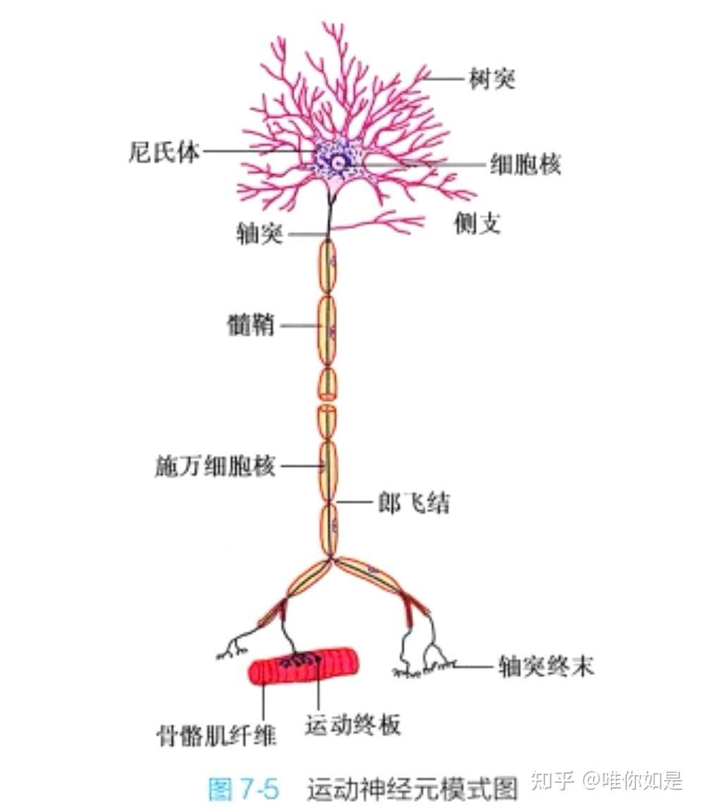 十】摇钱树与神镜- 知乎