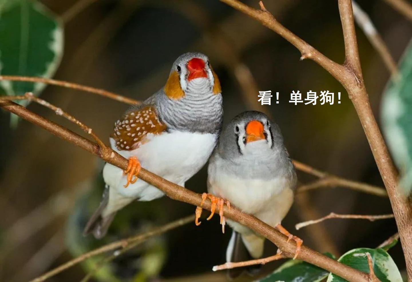 自ˇ由ˇ恋ˇ爱ˇ可以多繁殖37 的后代 厉不厉害 知乎