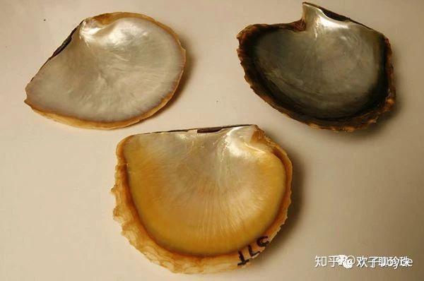 首先,孕育金珠的母体叫做大珠母贝,也有人把它称为金唇贝或者金蝶贝.