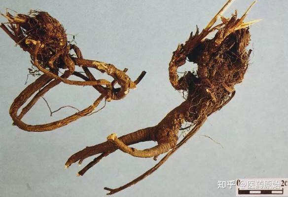 带你识别柴胡 - 知乎