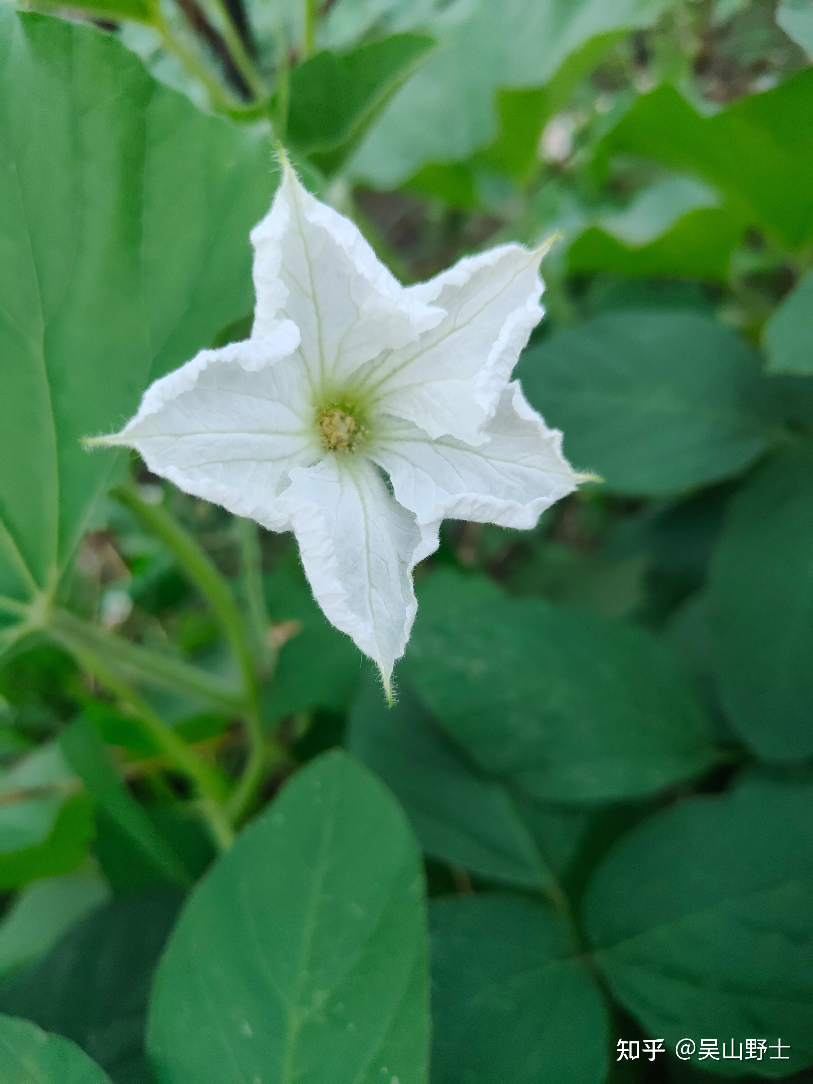 【七绝·葫芦花(平水韵)