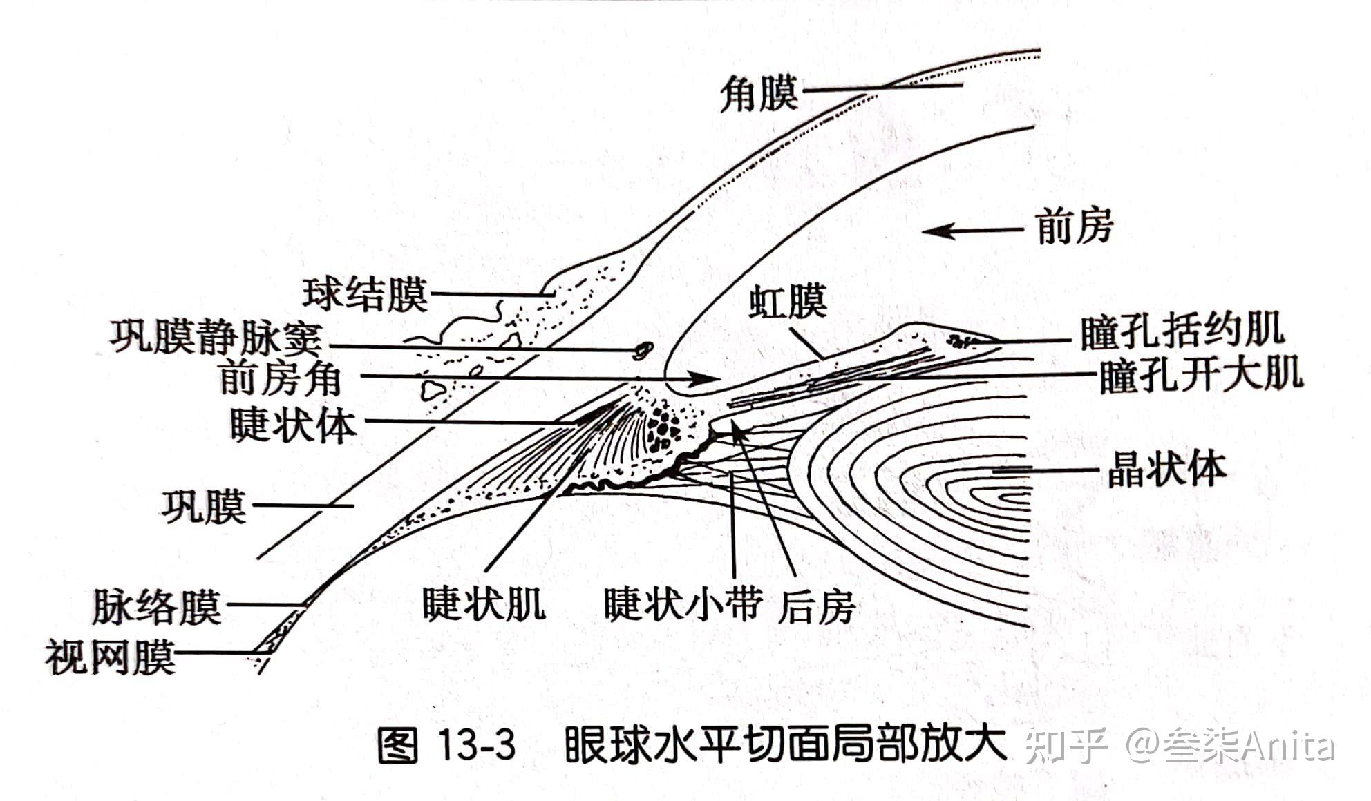 瞳孔环形肌图片