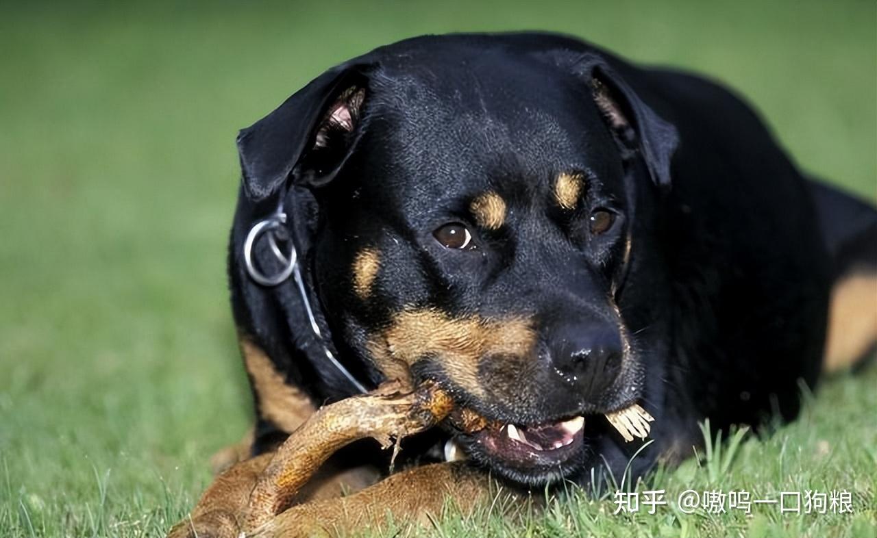 1. 訓練難度大:羅威納犬的智商非常高,但是它也有自己的想法和個性.