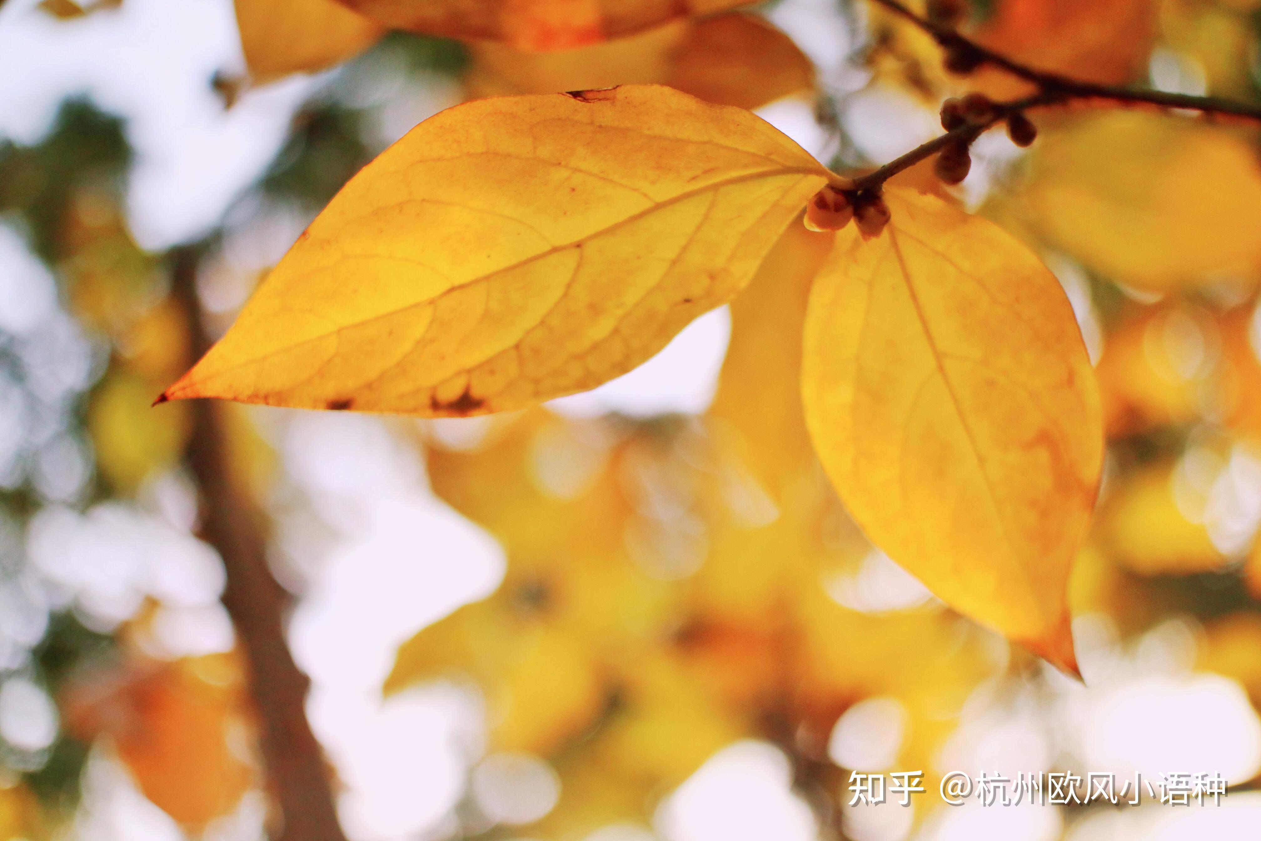 学习干货（原创）关于日语里“秋”与“月”的谚语/熟语 知乎