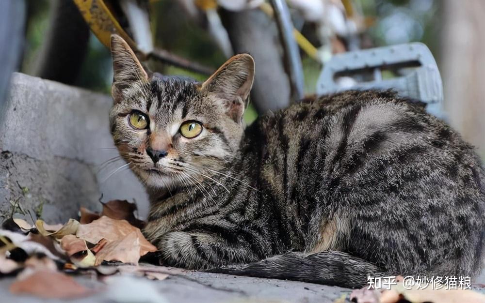 “宠物猫”和“土猫”的区别,这几点真的太准确了! - 知乎