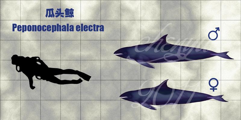 现生水生哺乳动物拉丁文英文中文对照名录③①齿鲸亚目海豚科