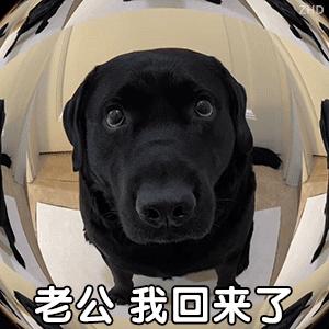 表情包老公我回来了