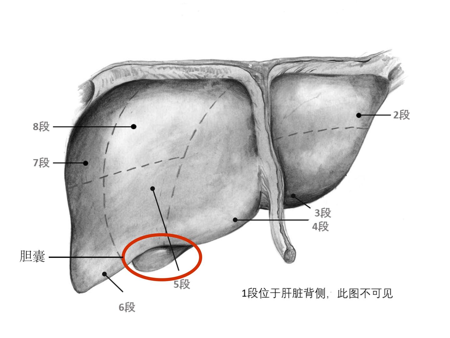 为什么做肝癌手术 要同时切掉胆囊 胆囊切除影响健康吗 知乎