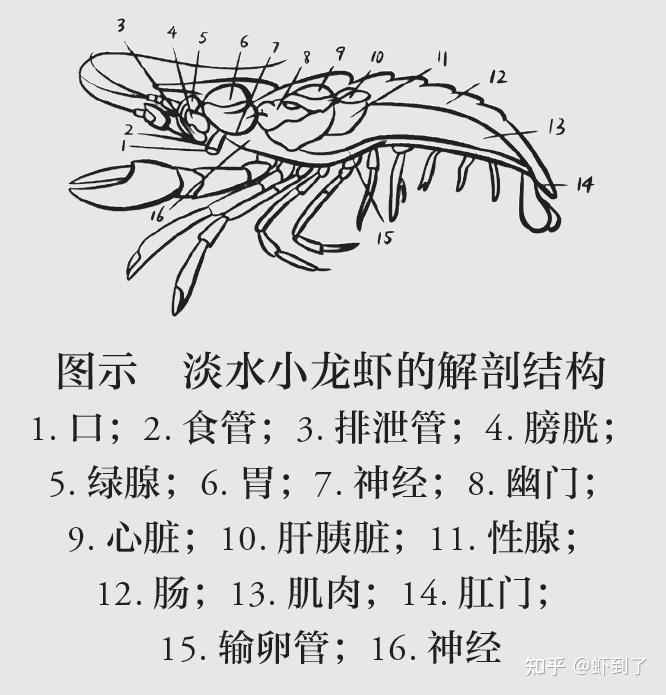 虾的排泄器官图片