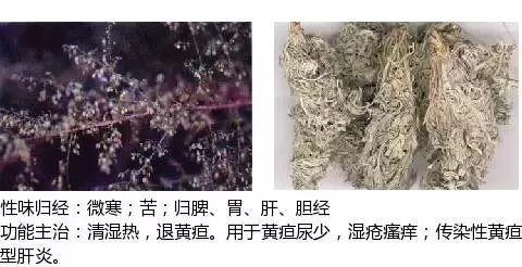 500余种中草药图  第180张