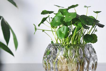 水培植物 不是 水养植物 植物水培有妙招 知乎 水培植物 不是 水养植物 植物水培有妙招 知乎