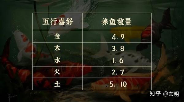 养好龙纹短鲷的注意_养好龙纹短鲷的注意_南美短鲷好养吗