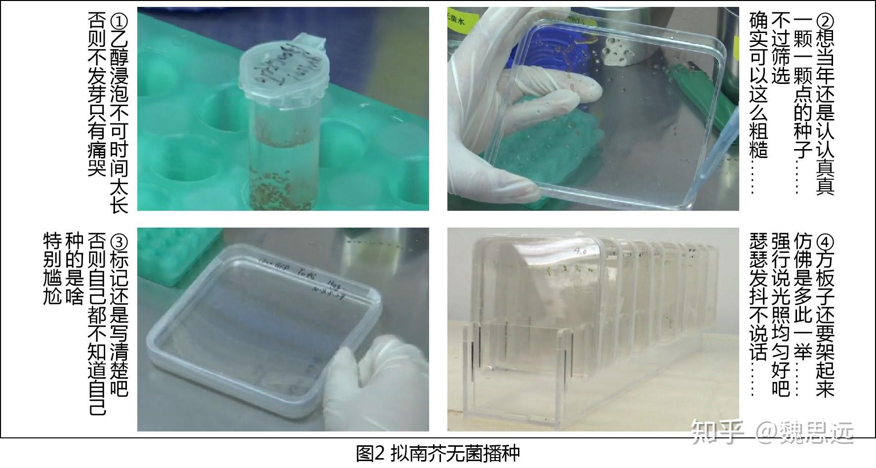 (其它种子默哀)(2) 取灭菌镊子将幼苗转移至无抗生素的1/2ms培养基上
