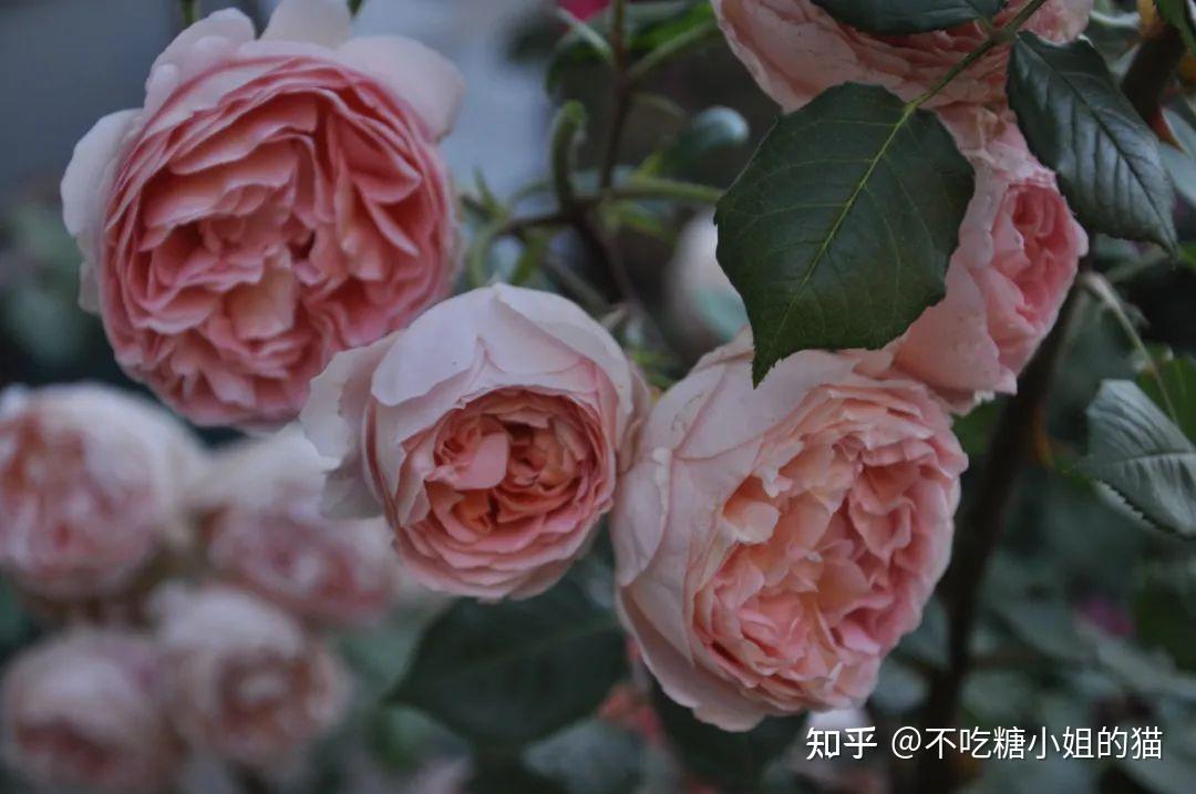 18种香花植物推荐，香气袭人美出新境界！ - 知乎