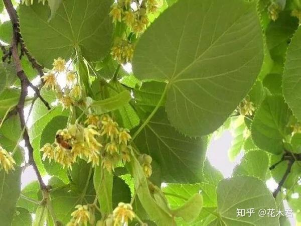 国家Ⅱ级重点保护珍稀植物：紫椴 知乎 