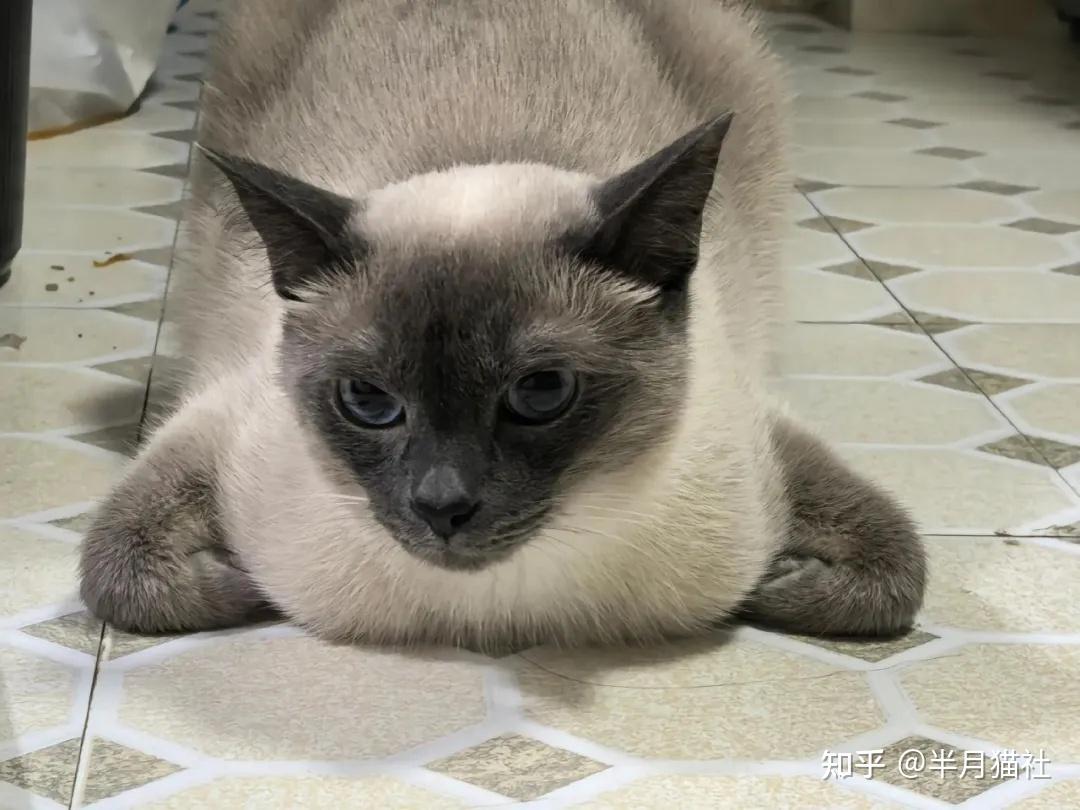 妹子晒猫咪“超绝揣手姿势”，网友不敢笑以为截肢了，没想到…猫：你知道的，我从小就离开了妈妈！ - 知乎