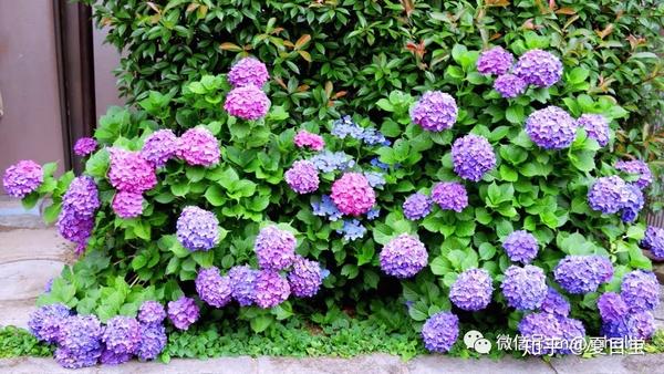 花見 六月的花开花谢 水無月の花見 知乎