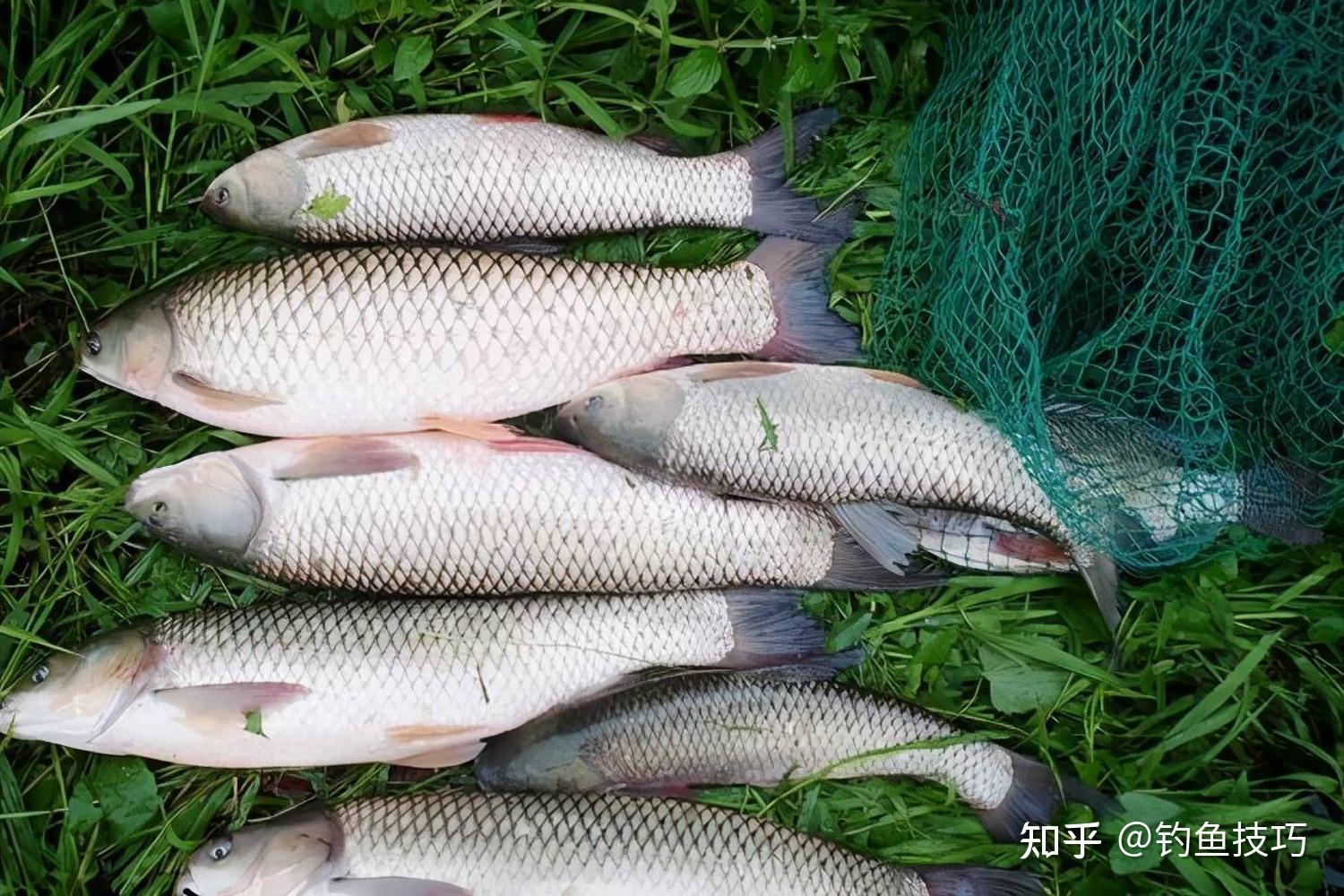 81.草鱼-中国南方淡水鱼类-图片