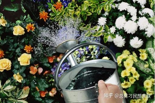 室内浇花用什么好？自来水、凉白开、雨水、软水和淘米水哪个好？ - 知乎
