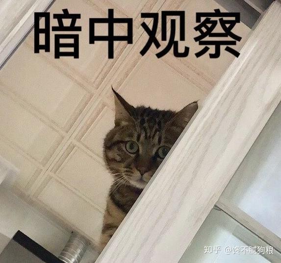 猫去厕所拉粑粑 v2-4f57711abc07bc2043d655c65fe0a5f1_r.jpg