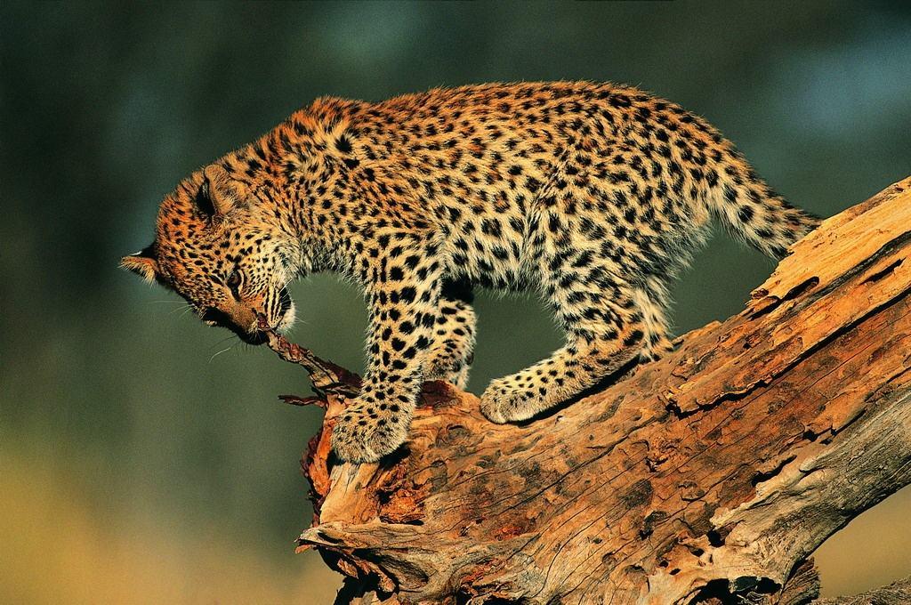 狮子喂豹子吃奶是什么体验爽呆了酷毙了吃饱了