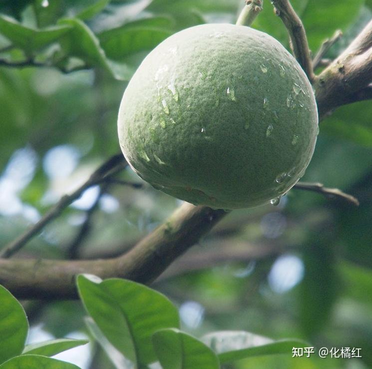 化橘红是什么？如何辨别化州橘红？ - 知乎