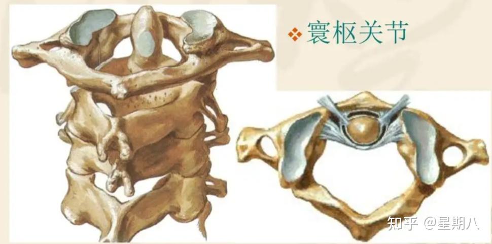 颈椎与颈椎病(上篇-颈椎的骨性解剖) - 知乎