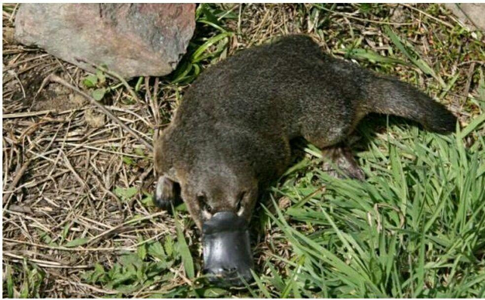 動物小百科神奇的動物在哪裡古老的鴨嘴獸