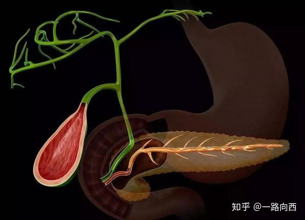 胰腺雖小不容小覷有這5個不良習慣的人很難躲過胰腺炎