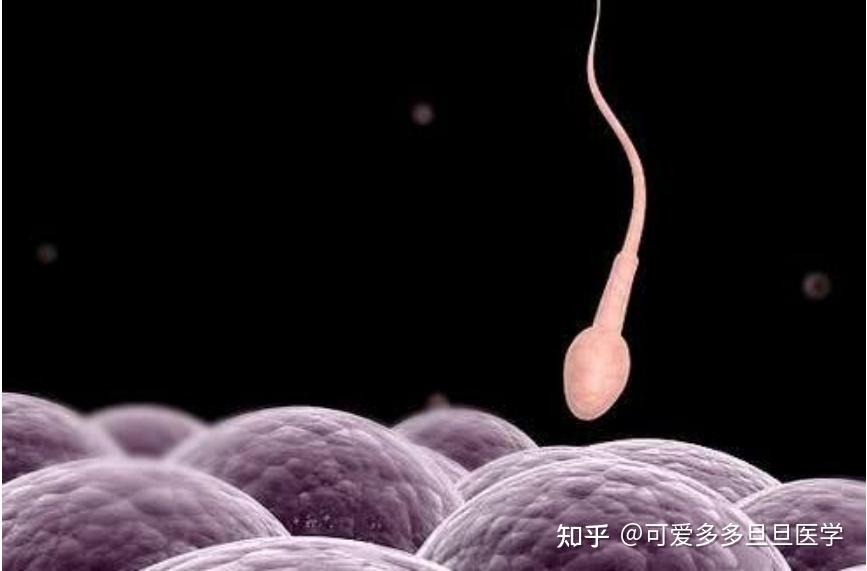 男性患有精子畸形症还能做成试管婴儿吗? - 知乎