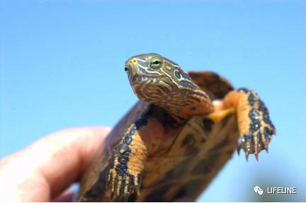 走心全网最全一篇介绍欧洲黄喉的地中海石龟文章