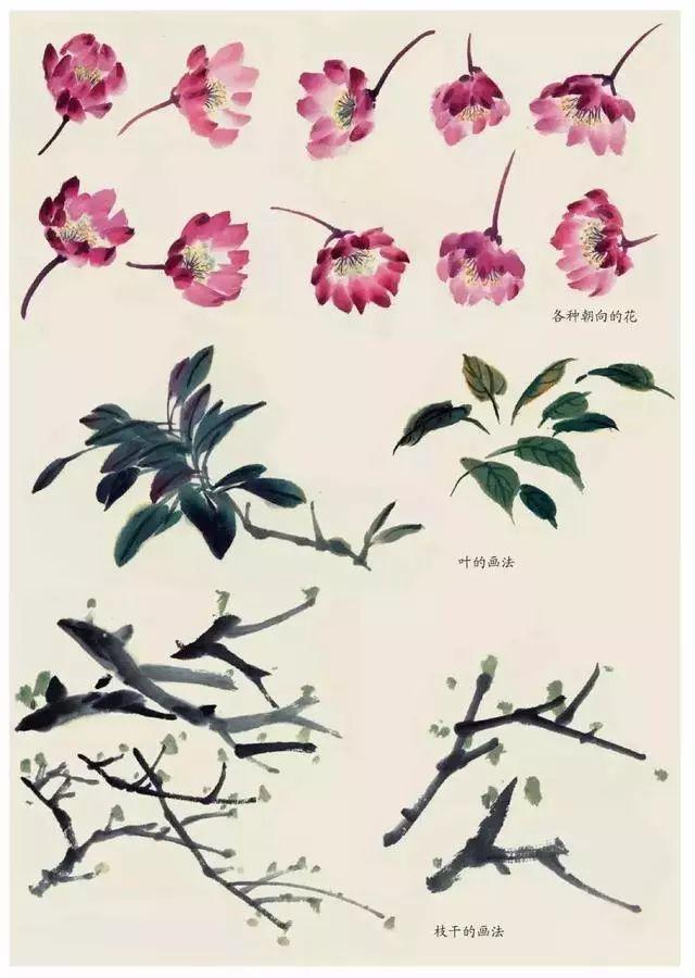 国画各种花卉的画法太全了二