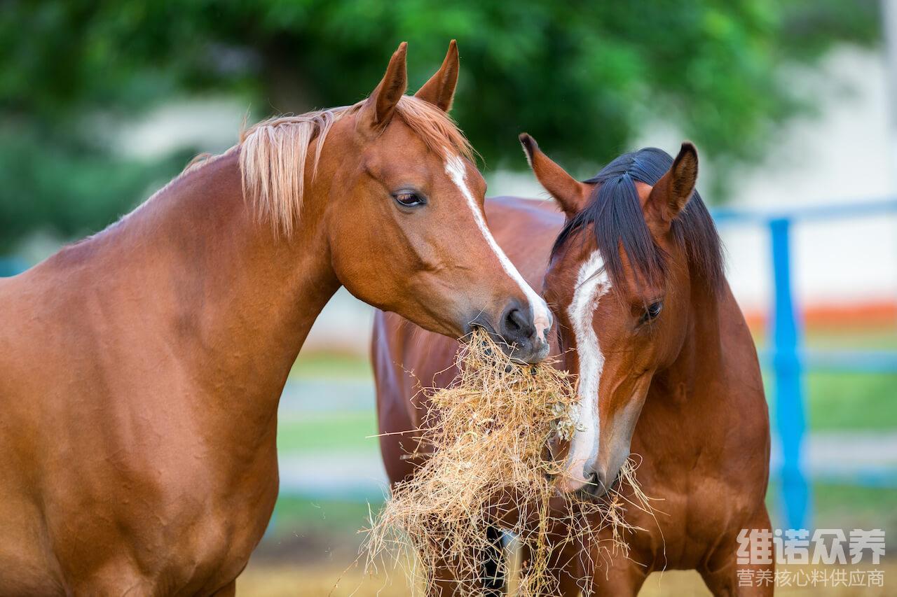 马吃什么胖最快,马的饲料配方自己做