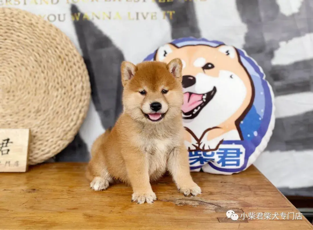 小柴君柴犬专门店赤色幼犬爱笑柴宝