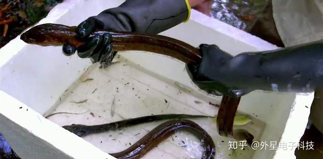 是抓到更大的电鳗,昨夜布下的鱼钩被收回,大多的鱼饵都被食人鱼吃掉