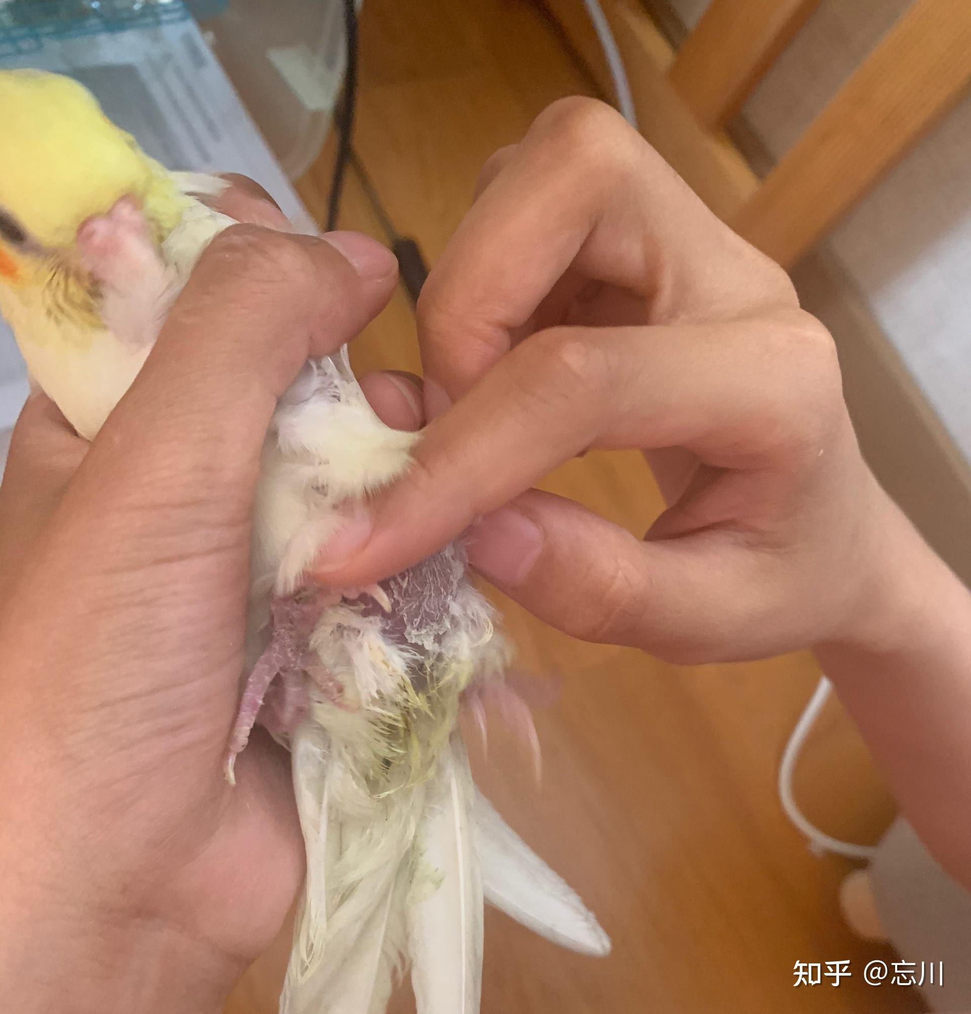 玄凤肚子肿了怎么办呀